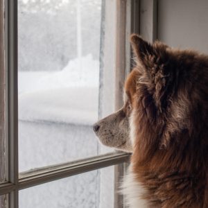dog looking out window in winter.